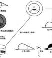 什么是嵌合體