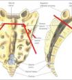 骶骨在哪個(gè)位置圖片，腰骶部位置圖