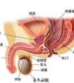 前列腺在什么位置