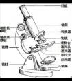 顯微鏡的結構及作用