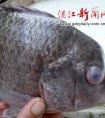 豬頭魚身是什么魚