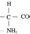 氨基酸是什么東西?