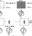 本質(zhì)與現(xiàn)象的區(qū)別是什么？