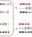 胸腺法新和胸腺肽α1是一個東西嗎？